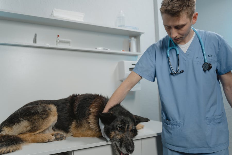 Veterinarias
